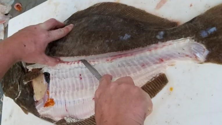 Fluke filets on Get Hooked Cape Cod Charters